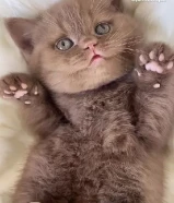 مطلوب قطط للبيع او تبني