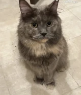 قطة ماين كون