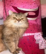 للتبني نثيه