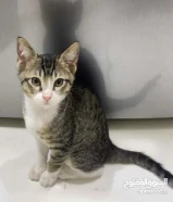 قطو ذكر من التنوع الهادي لتبني العاجل مافي توصيل التواصل فقط بل برنامج