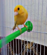 ذكر كناري شرط التغريد