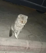 قطط رجله مكسور واحد