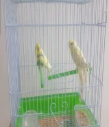 للبيع طيور