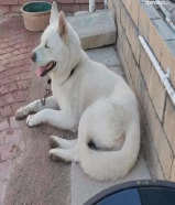 White hasky