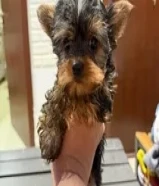 Terrier Mini