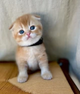 Teddy Bear Golden Scottish Fold