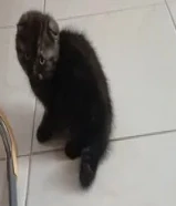 سكوتش فولدر للبيع سعر 50 دينار97558751