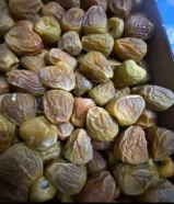 مفتل ملكي اشقر