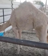 للبيع قعود شرط السمنه على السوم