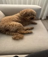 Toy poodle