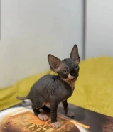 كتنز سفنكس فرعونية، Sphynx Kittens