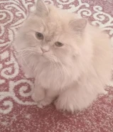 قطتين ذكر للتبني متعودين على لتربوكس لعوبين خالين من الامراض