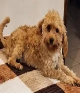 للبيع بودل أنثى وبودل ذكر للبيع for sale male or female poodle