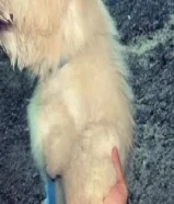 للبيع كلب مالتيز