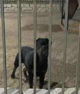 للبيع ذكر روت وايلر