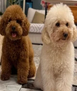 للتزاوج توي بودل ذكرين