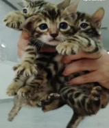 بنغال كتنز للبيع