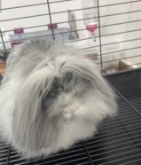 عرض لفترة محدودة ارنب مع جميع الأغراض