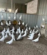 للبيع حمام لاحم وزاجل ابيض ازواج ومنتجين جبرة كاملة العدد 80 البيع جملة الطير على 1