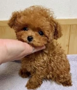 Toy poodle for sale