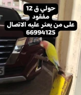 طير روز مفقود يرجى الاتصال
