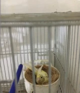 البيع زوج كناري
