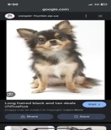 Spitz puppy for sale