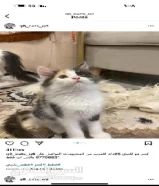 قطط شيرازي للبيع