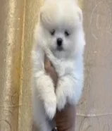 Teacup Pomeranian Puppies Available for sale