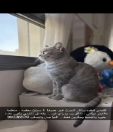 للتبني برتش شورت هير