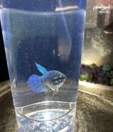 betta fish