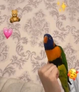 زوج لوري رينبو ربويين مع شهاده