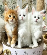 Maine Coon Kittens