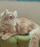 للتبني قطط اسكوتشي فالد