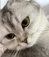 سكوتش فولد للتبني