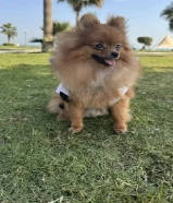 Mini Pomeranian