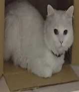 قط جميل جدا نضيف ذكر