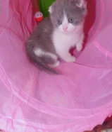 للبيع كتن سكوتش فولد