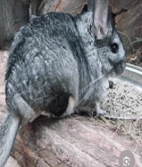 للبيع شانشيلا من النوادر