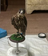 جير عالمنظور