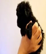 جراوب توي بودل للبيع العمر شهر ونص
