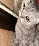 للتبني ذكر معقم99797494