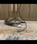 للتبني قطاوه