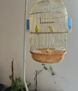 2 birds yellow with cage stand and water dispenser