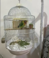 Male and female 2pices with stand cage and 3kg food