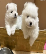 Pomeranian