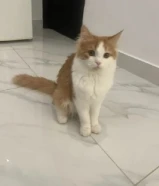 قط شيرازي ذكر للبيع