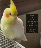 طيور للبيع
