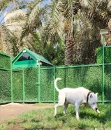 Dogo Argentino