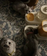 للبيع كتنز سكوتش فولد Scottish Fold Kittens For Sale